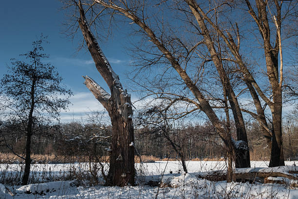 istock sunny winter day in the forest 516331616