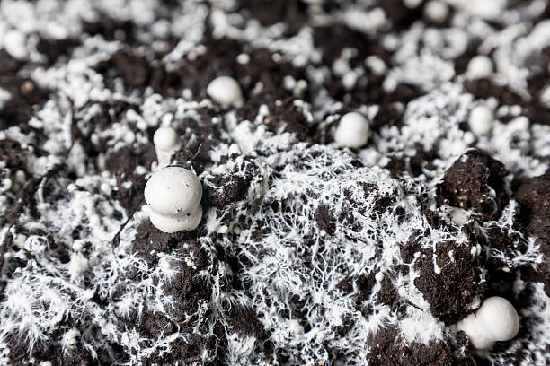 Small baby champignons  in a soil Small just grown champignons  in a soil on a mushroom production plant. soil fungus stock pictures, royalty-free photos & images