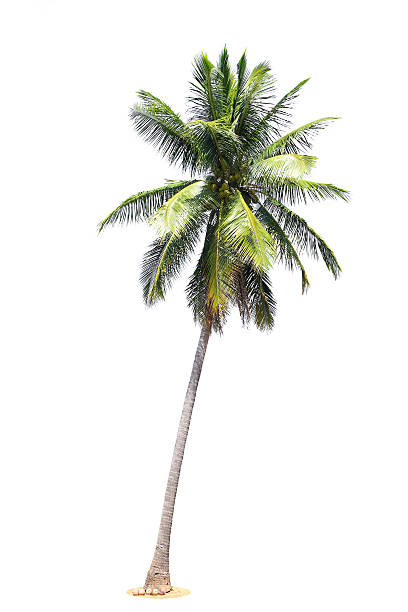 istock coconut palm trees isolated on white background 516332445