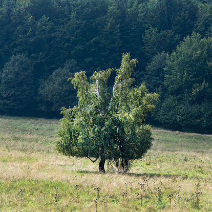 Alone tree on a mountain meadow. Dense forest is in the background.