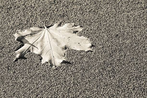 one maple leaf of beige color fell to a water surface the covered duckweed