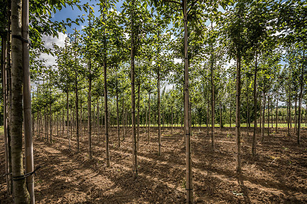 istock Plantation with young trees with sun shining through 516333183
