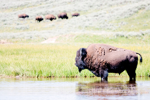 American Bison rests in water. His coat is moulting. Yellowstone national Park, USA