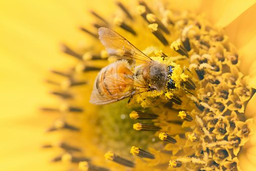Honeybee Covered In Pollen On A Sunflower. Macro image with beautiful detail.