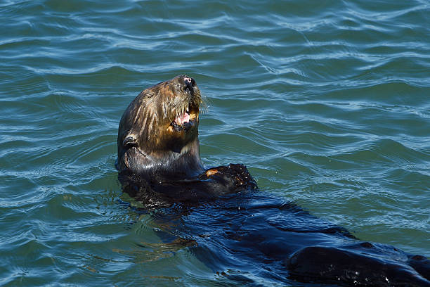 istock Wild Sea Otter Foraging for Food 516334765