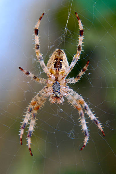 istock Araneus diadematus spider. 516335197