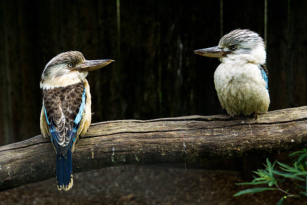 dos kookaburras vistazo a las demás - downunder fotografías e imágenes de stock