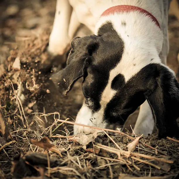 Photo of Dog digging in the ground to search truffles