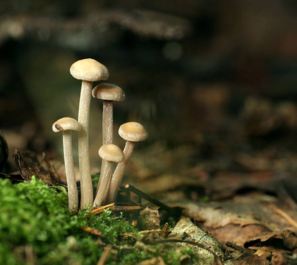istock small poisonous mushrooms unusual 516337145