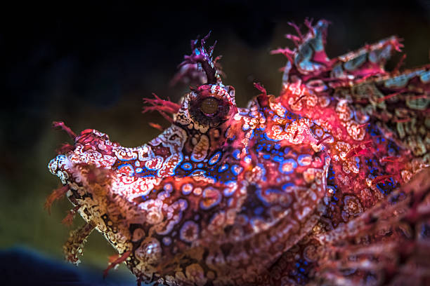 istock exotic fish,scorpionfish,close up 516338707