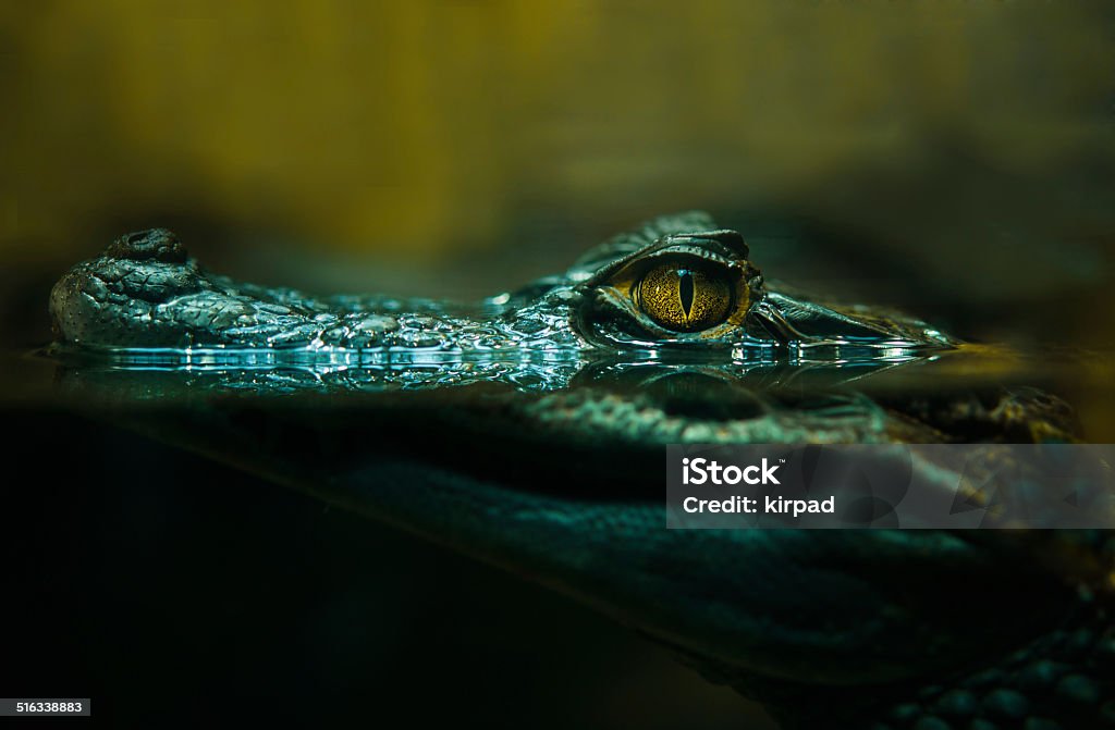 crocodile alligator close up crocodile alligator, crocodile eyes looking,close up Crocodile Stock Photo