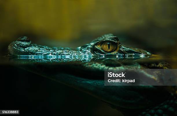 Crocodile Alligator Close Up Stock Photo - Download Image Now - Crocodile, Alligator, Swamp