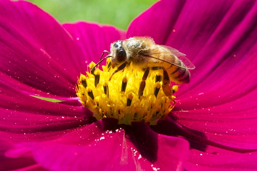 A bee pollinating a beautiful bright pink cosmos flower in the sun