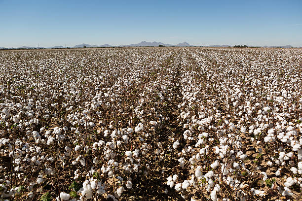 cotton field stock photo