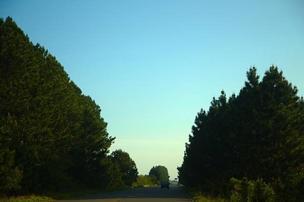 istock Road boarded by pine trees and a car 516350139