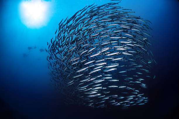 Swirl Of Fish Barracuda with sun light Barracuda Swirl in the deep blue school of fish photos stock pictures, royalty-free photos & images