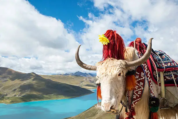 A YAK (Bos grunniens) with typical decoration during a holiday. In the background turquoise water of Yamdrok Lake in Tibet.