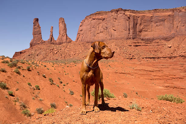 istock vizsla dog standing in red desert 516351421