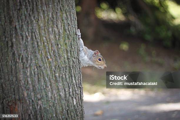 Squirrel Hiding Stock Photo - Download Image Now - Angle, Animal, Animal Hair