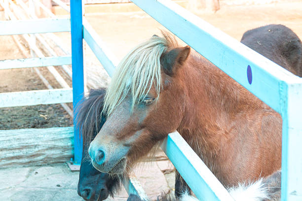 istock the horse in the farm 516351749
