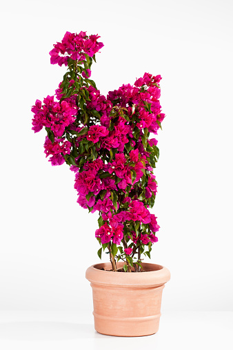Potted bougainvillea glabra, paperflower against white background