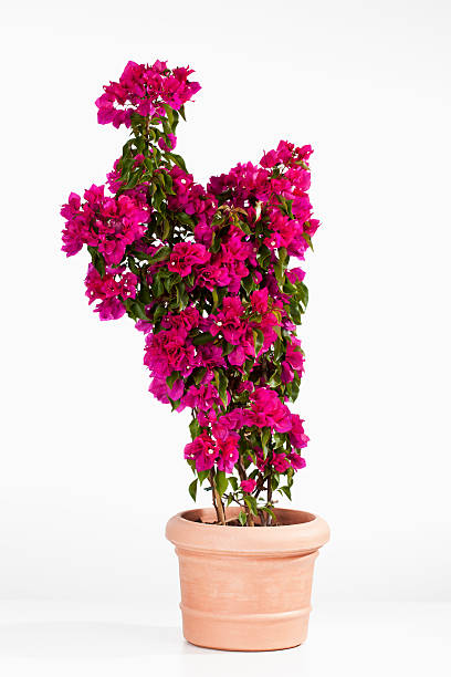 Potted bougainvillea glabra, paperflower against white background Potted bougainvillea glabra, paperflower against white background bougainvillea stock pictures, royalty-free photos & images