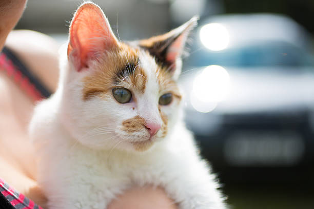 istock Close Up Of A Ginger Kitten 516352641