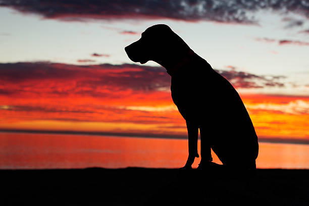 istock sitting dog in the sunset 516352703