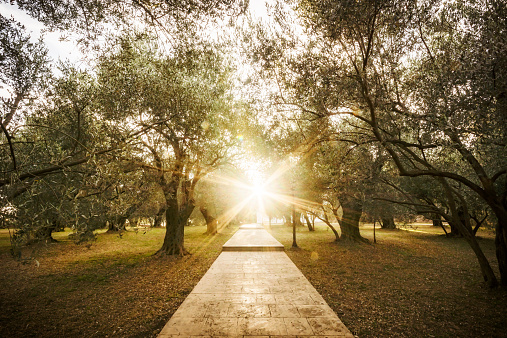 Sun setting at the end of a path through a garden of olive trees in Montenegro.