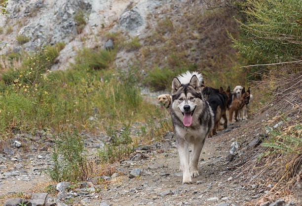 istock Very beautiful dog on the nature 516353587