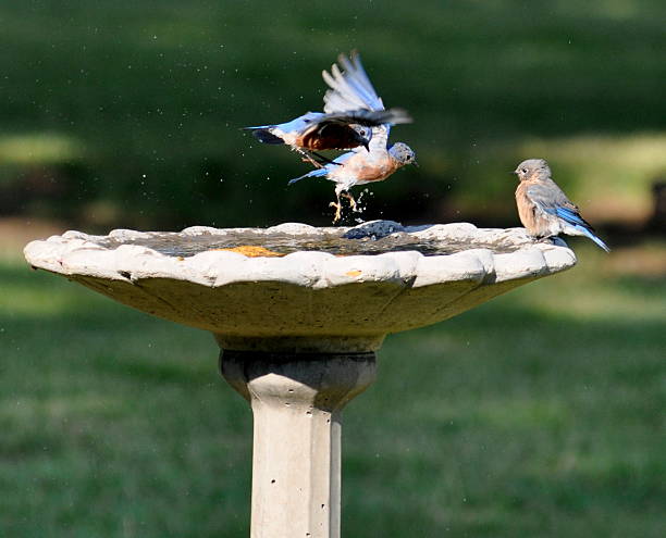 istock Bluebirds, birdbath, in and out 516354181