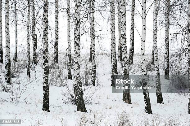 Birch In Winter Stock Photo - Download Image Now - Backgrounds, Beauty In Nature, Birch Tree