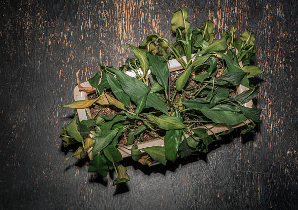 overhead view of wilted plant