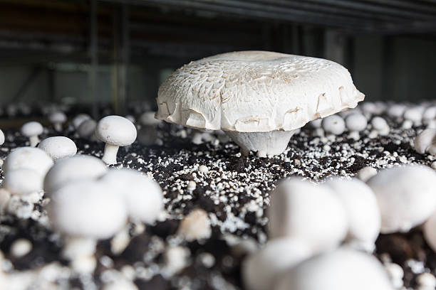 istock Fresh growing chanpignons on a production 516354974