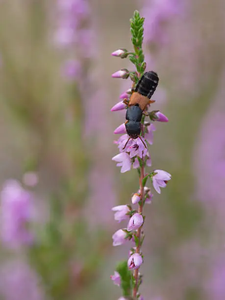 Photo of Rove Beetle - Platydracus stercorarius