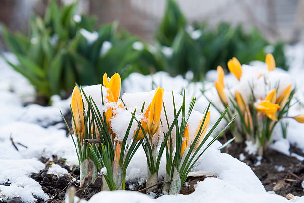istock Spring yellow crocuses flower covered with snow 516356058