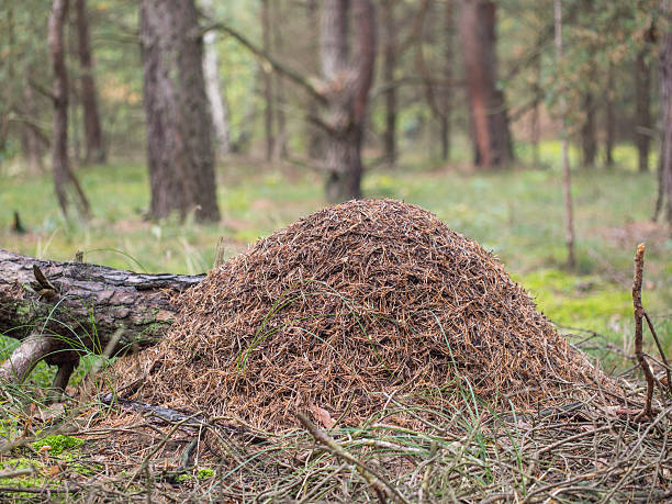 istock Red wood ant, anthill - Formica rufa 516356148
