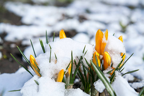 istock Spring yellow crocuses flower covered with snow 516356176