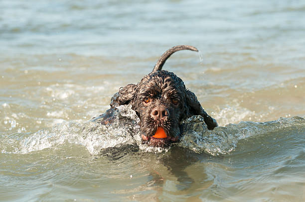american cocker spaniel playing in the beach stock photo
