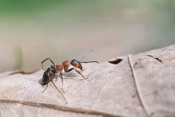 Photo of Red wood ant - Formica rufa