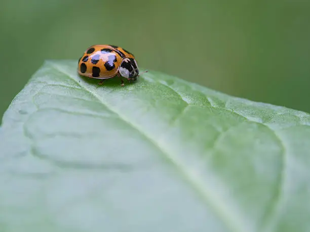 Photo of Ten-spotted ladybird - Adalia decempunctata