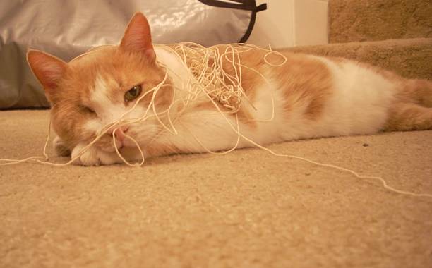 1,800+ Cat Playing With String Stock Photos, Pictures & Royalty-Free ...