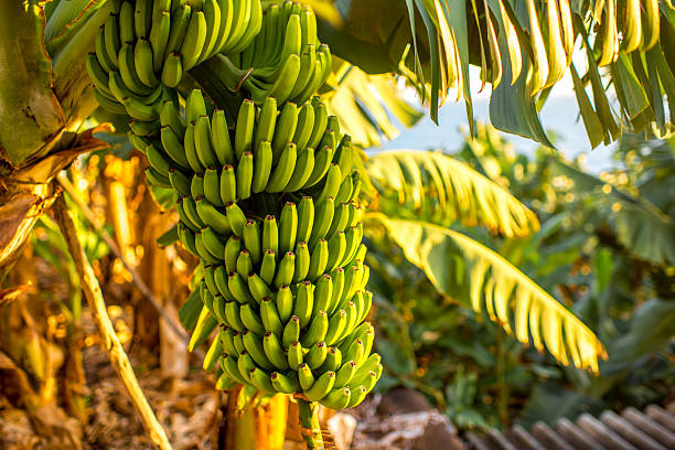 Green banana bunch Green banana bunch on the banana plantation on Canarian island banana tree stock pictures, royalty-free photos & images