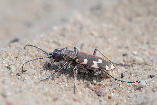 istock Northern dune tiger beetle - Cicindela hybrida 516359268