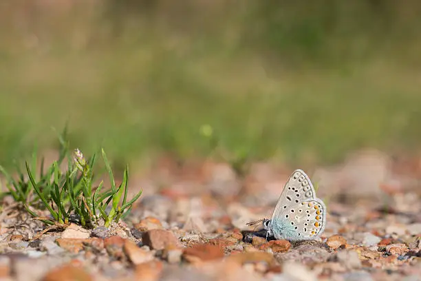 Photo of Common blue, Polyommatus icarus