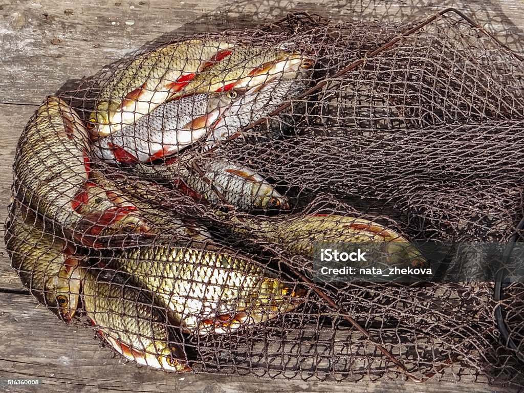 Freshly caught river rudd fishes on wooden background. Just caug Freshly caught river rudd fishes on wooden background. Just caught rudd lying on fishing net. Common rudd (Scardinius erythropthalmus) Fish Stock Photo