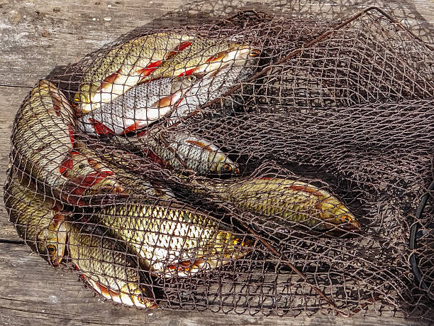 Freshly caught river rudd fishes on wooden background. Just caug Freshly caught river rudd fishes on wooden background. Just caught rudd lying on fishing net. Common rudd (Scardinius erythropthalmus) rudd fish photos stock pictures, royalty-free photos & images