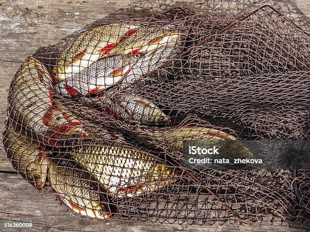 Freshly Caught River Rudd Fishes On Wooden Background Just Caug Stock Photo - Download Image Now