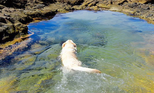 dog swimming in a tide pool