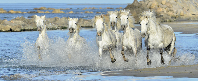 White horses of Camargue running through water. France